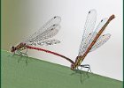 John Scholey_Large Red Damselflies - Life on the Edge.jpg